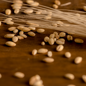 Barley