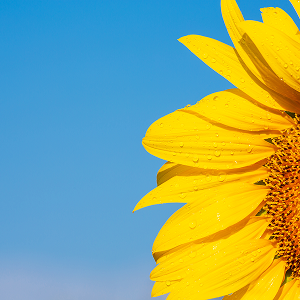 Sunflower Oil