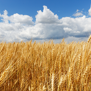 Wheat
